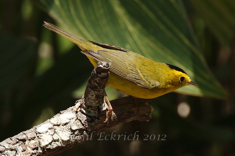 Wilson's Warbler 2012-05-05_4.jpg